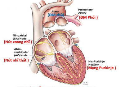 NGƯNG TIM VÀ ĐỘT TỬ DO TIM